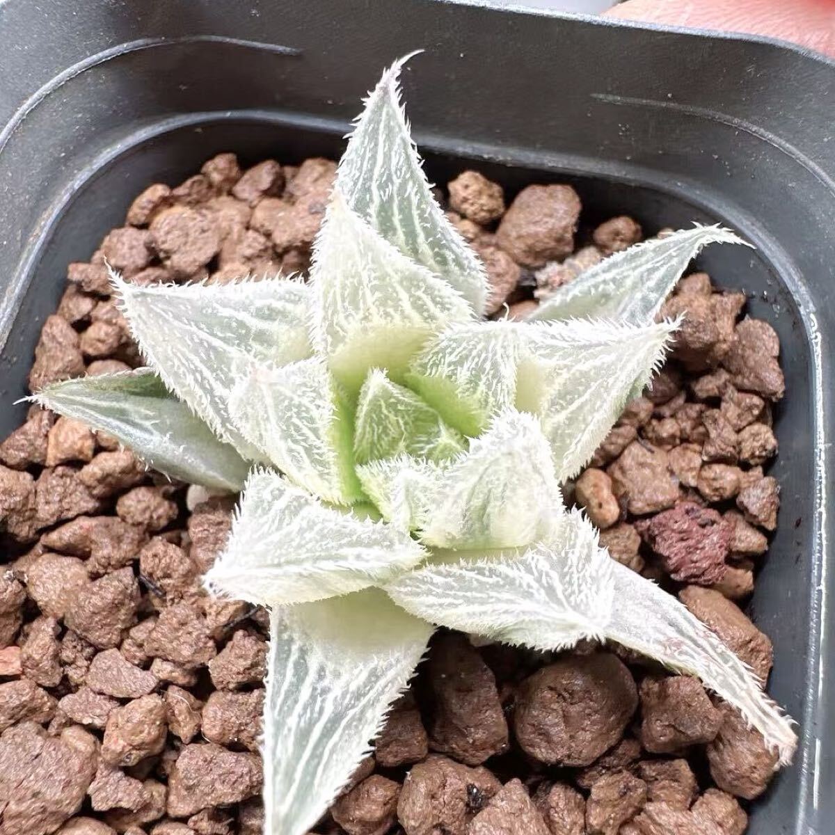 多肉植物 ハオルチア 白狐伝錦 糊斑 超美品(サボテン)｜売買された