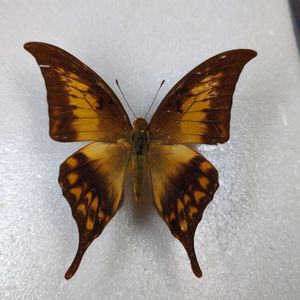 マレーシア 蝶 標本の値段と価格推移は？｜6件の売買データから