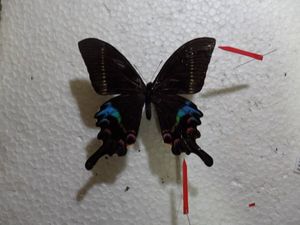 標本 蝶のYahoo!オークション(旧ヤフオク!)の相場・価格を見る｜Yahoo