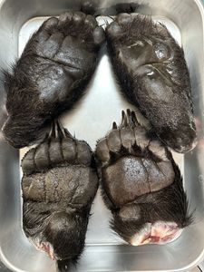 熊の手の値段と価格推移は？｜17件の売買データから熊の手の価値が