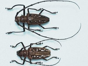 シロスジカミキリの値段と価格推移は？｜6件の売買データからシロスジ