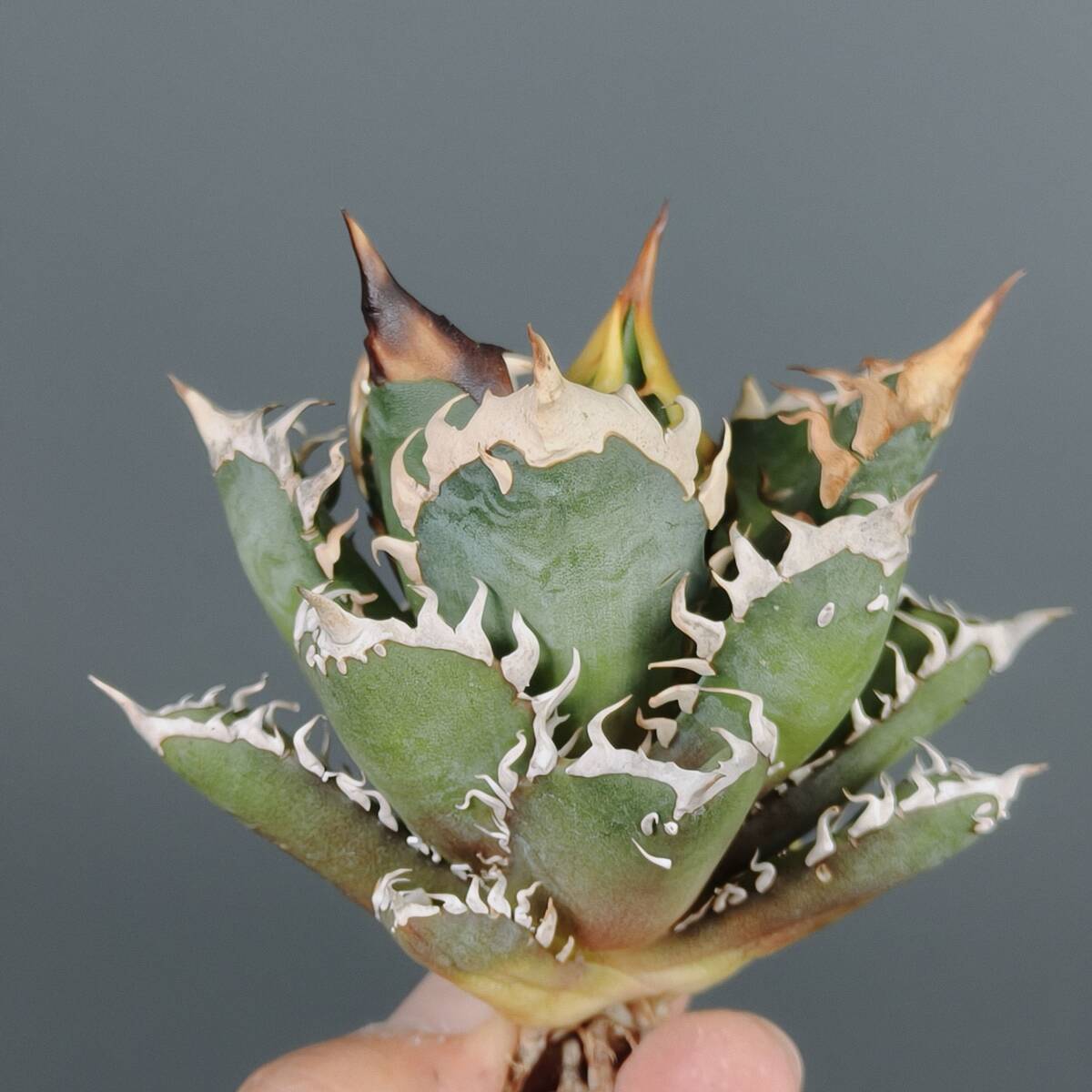 レッドキャットウィーズルの値段と価格推移は？｜356件の売買データ