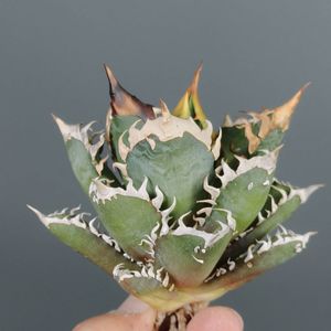 Redcatの値段と価格推移は？｜148件の売買データからRedcatの価値が