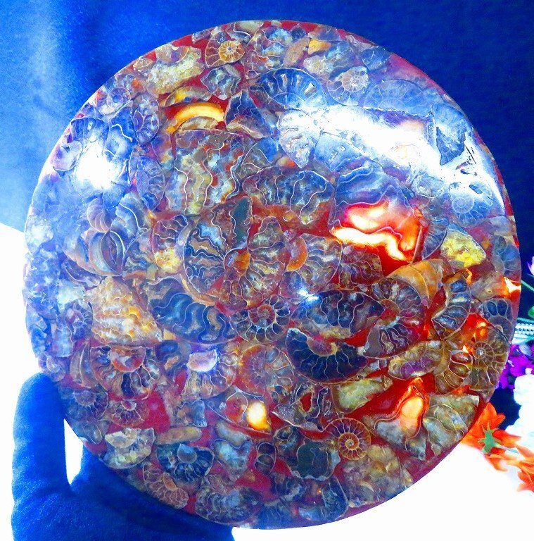 アンモナイトの値段と価格推移は？｜558件の売買データから