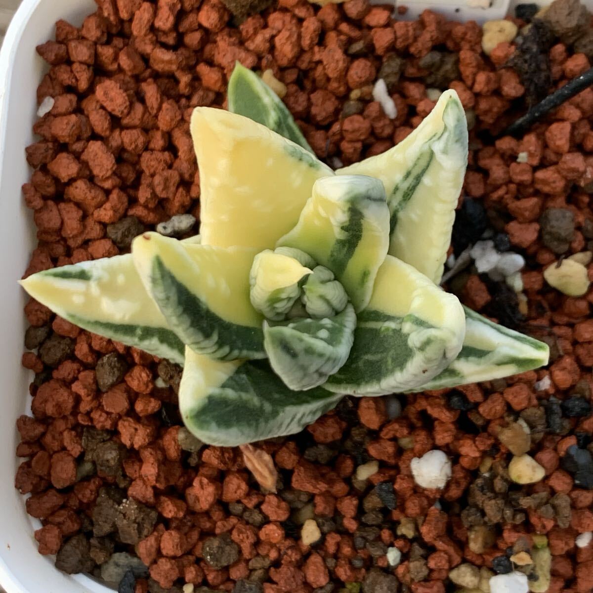 多肉植物 ハオルチア 皇帝錦 24 多肉植物 ハオルチア 皇帝錦(サボテン)｜売買されたオークション