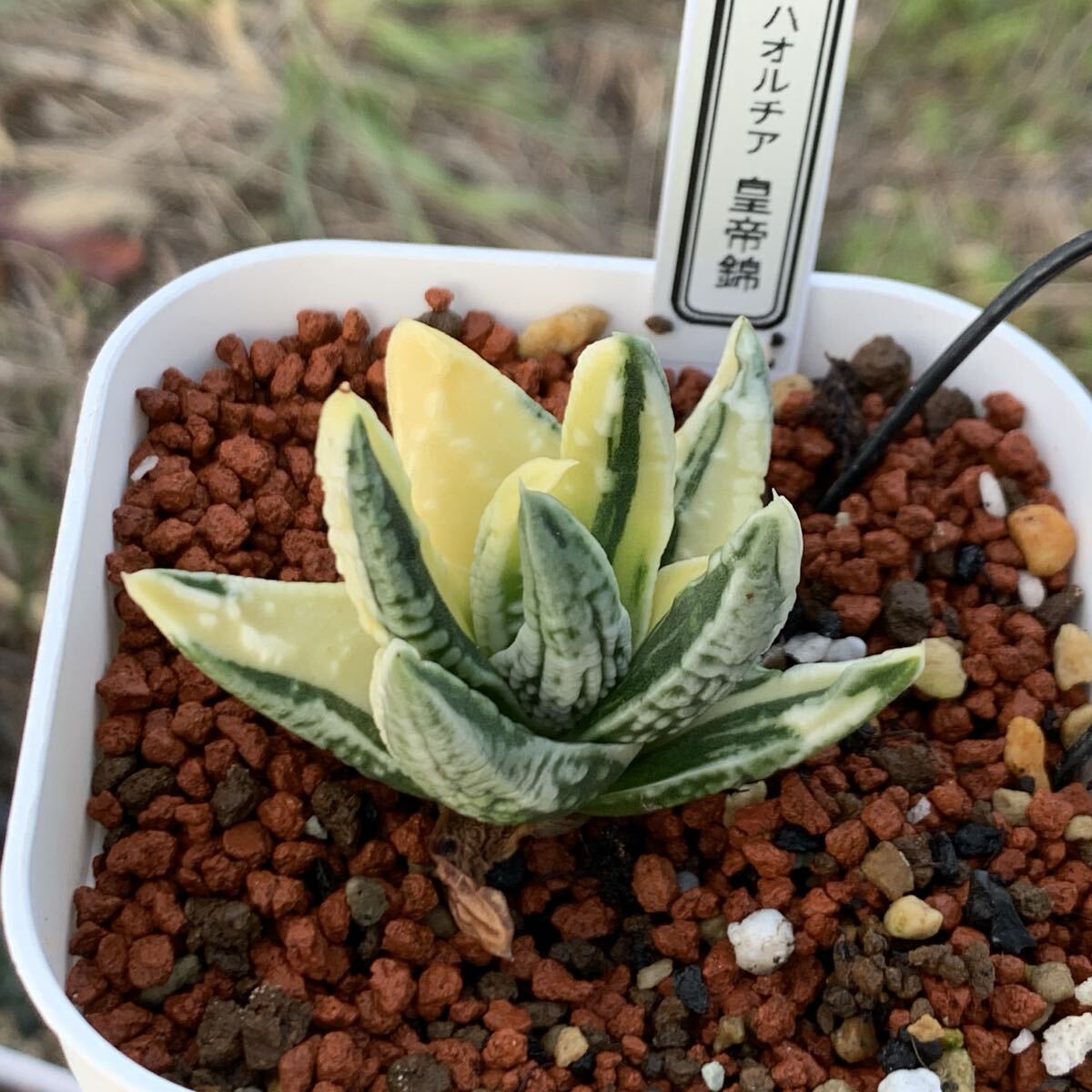 24 多肉植物 ハオルチア 皇帝錦(サボテン)｜売買されたオークション