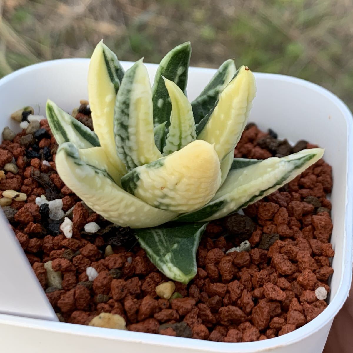 24 多肉植物 ハオルチア 皇帝錦(サボテン)｜売買されたオークション