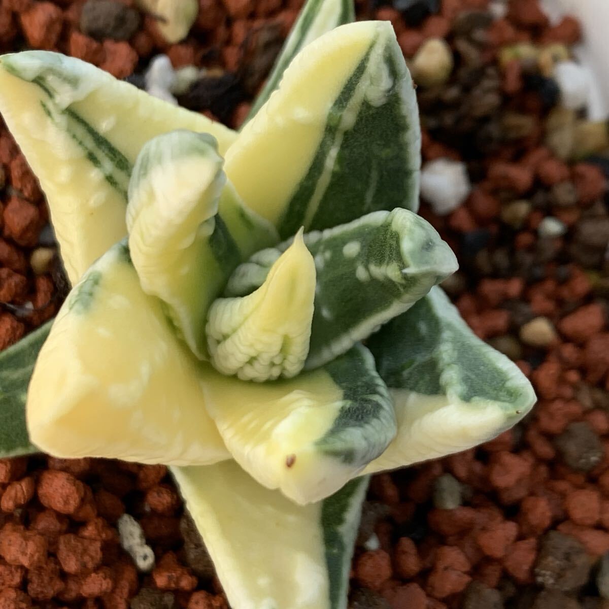 24 多肉植物 ハオルチア 皇帝錦(サボテン)｜売買されたオークション