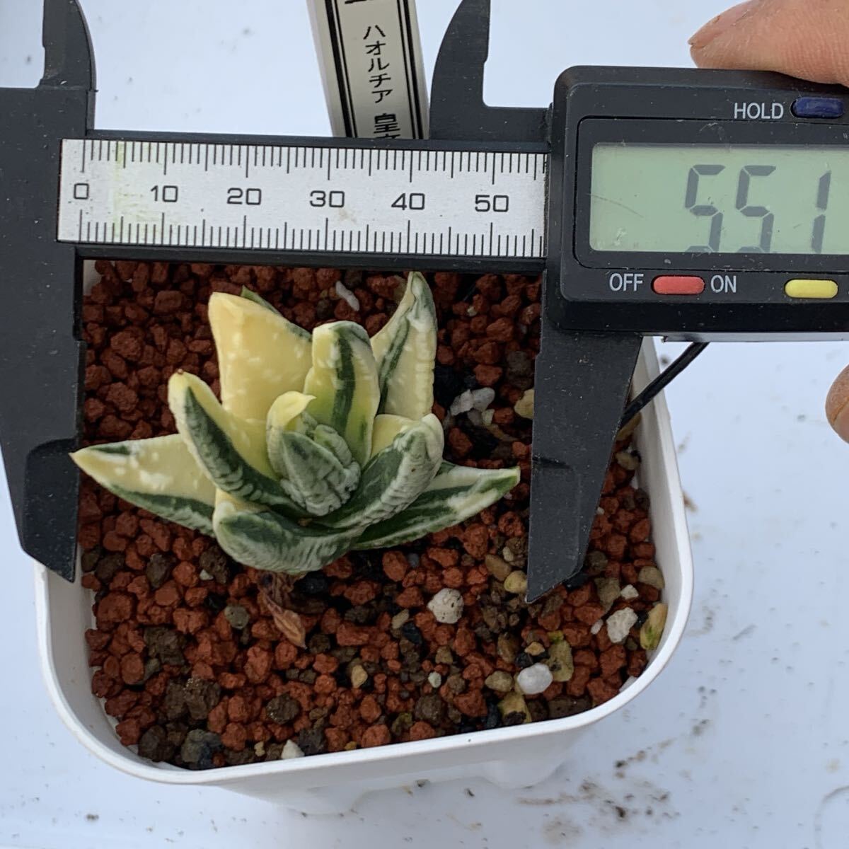 24 多肉植物 ハオルチア 皇帝錦(サボテン)｜売買されたオークション