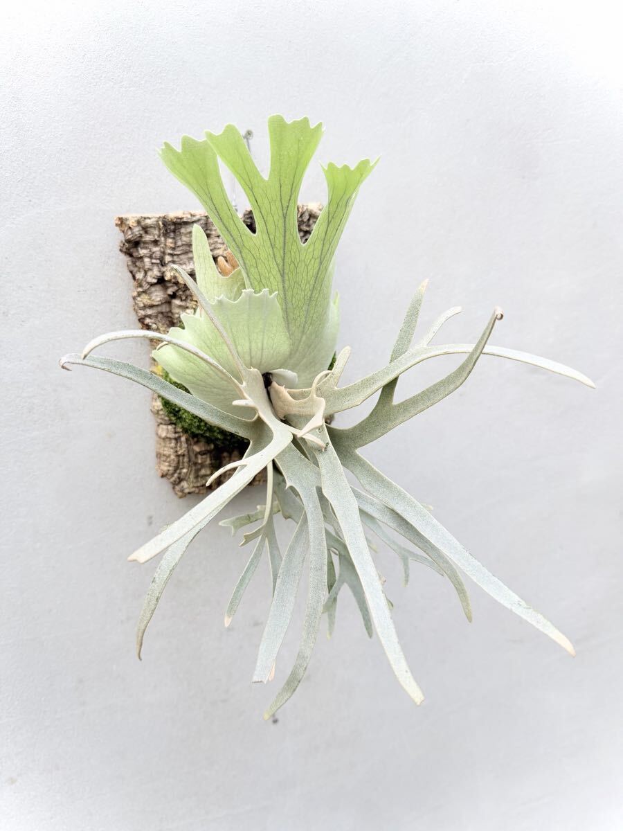 P. willinckii 'Chandra' チャンドラ【vandaka】ビカクシダ
