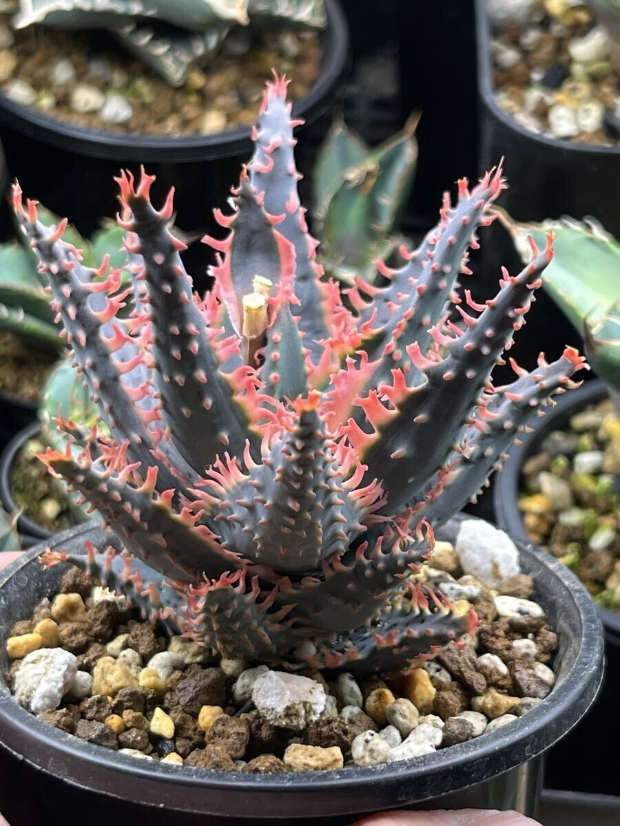 アロエ ハイブリッド Aloe hybrid 多肉植物(アロエ)｜売買された