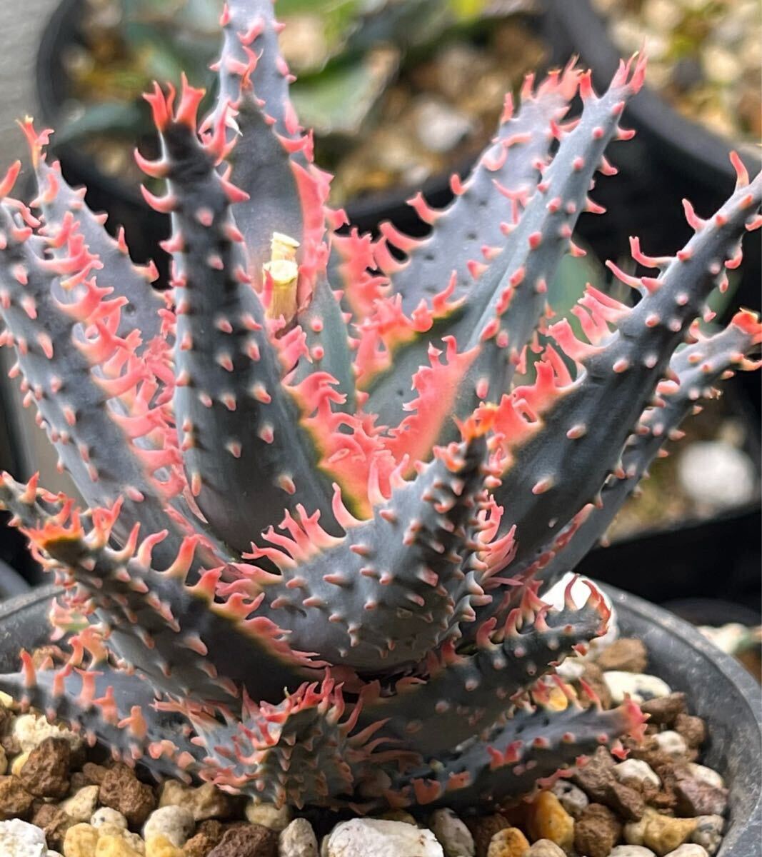 アロエ ハイブリッド Aloe hybrid 多肉植物(アロエ)｜売買された