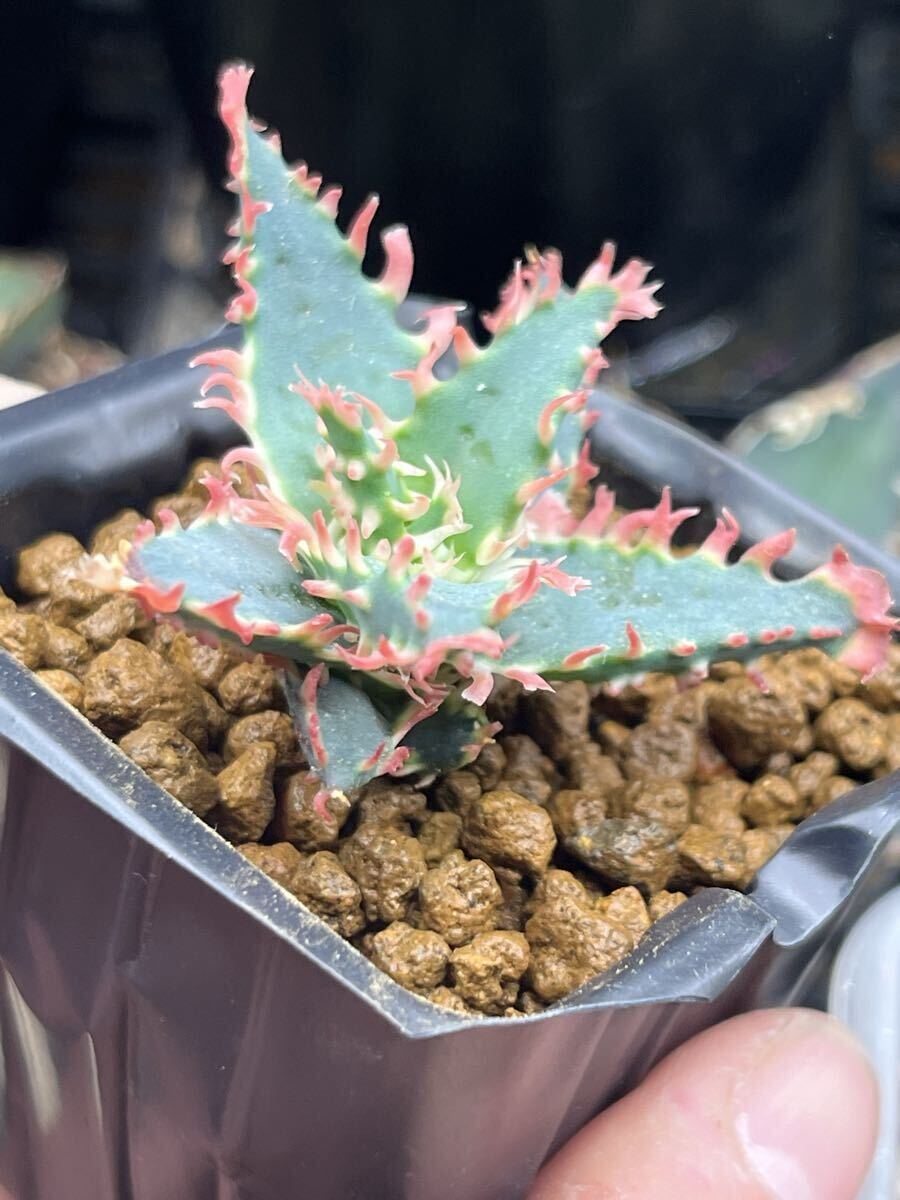 アロエ ハイブリッド Aloe hybrid 多肉植物(アロエ)｜売買された