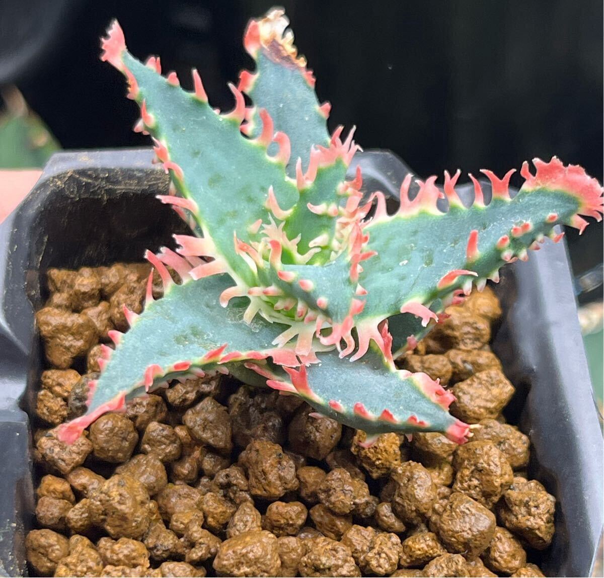 アロエ ハイブリッド Aloe hybrid 多肉植物(アロエ)｜売買された