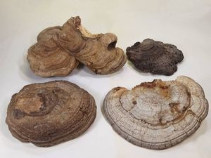 さるのこしかけ(古い) ×3つ さるのこしかけの値段と価格推移は？｜4件の売買データからさるの