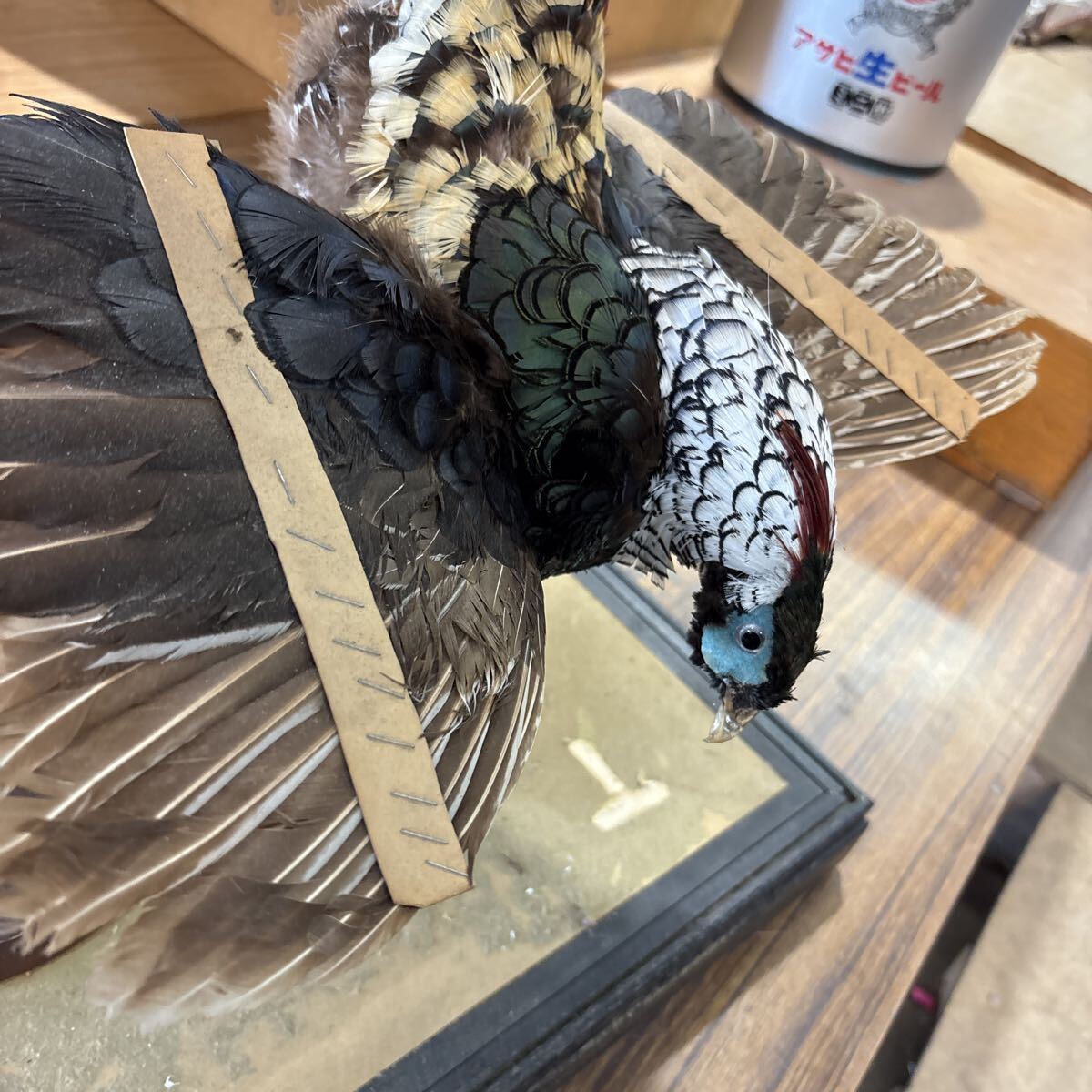 ギンケイ キンケイ（錦鶏） 剥製 現状品 キジ 剥製(科学、自然)｜売買