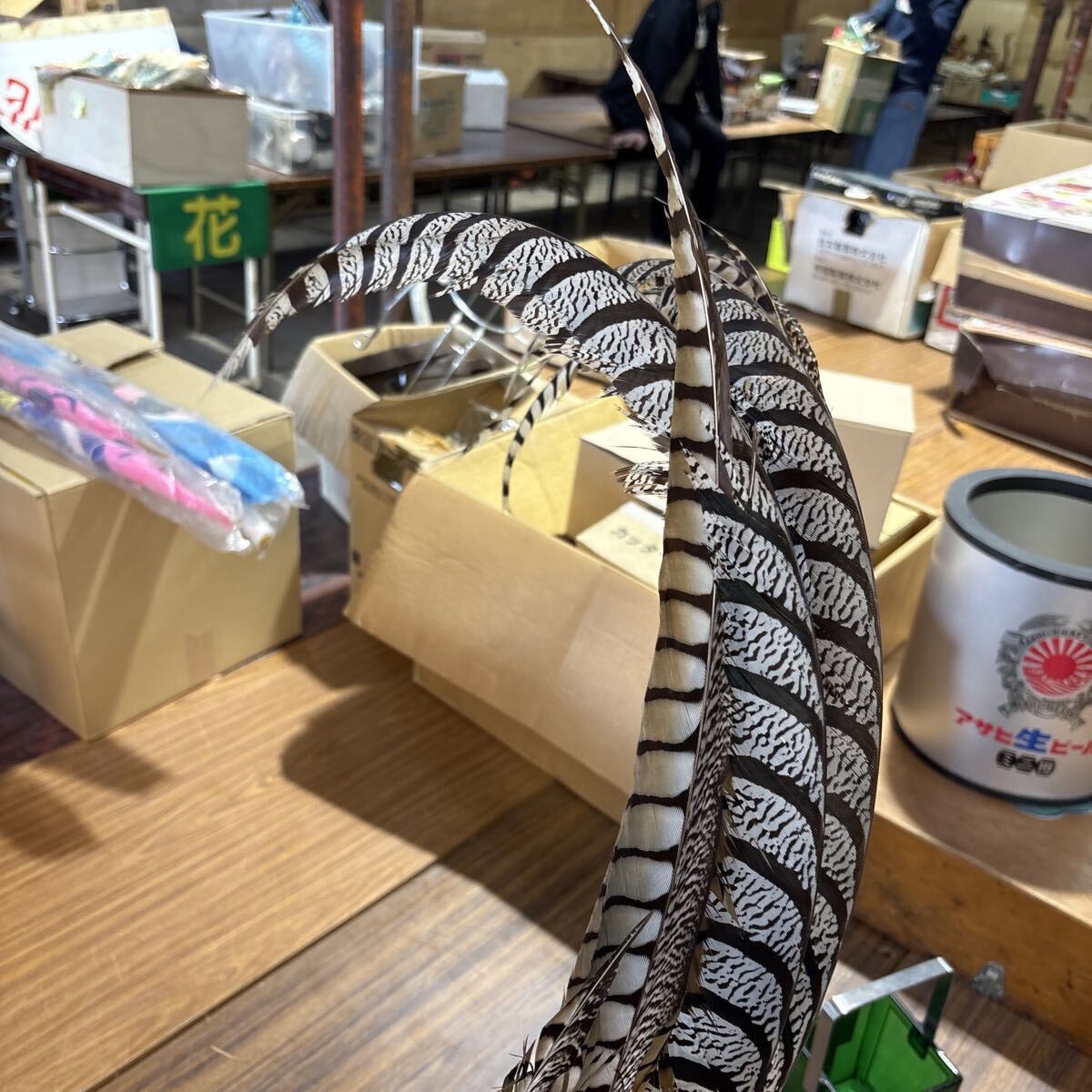ギンケイ キンケイ（錦鶏） 剥製 現状品 キジ 剥製(科学、自然)｜売買