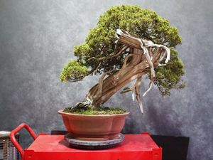 盆栽 真柏のYahoo!オークション(旧ヤフオク!)の相場・価格を見る