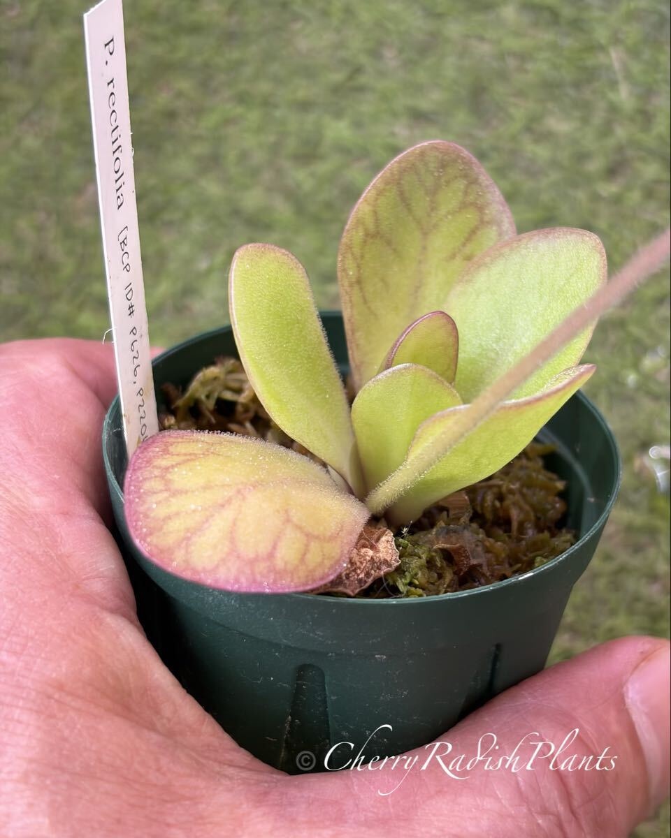 食虫植物 ピンギキュラの値段と価格推移は？｜175件の売買データから食
