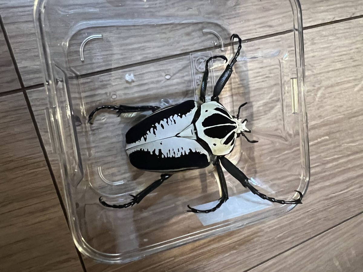 ゴライアスオオツノハナムグリの値段と価格推移は？｜42件の売買データ
