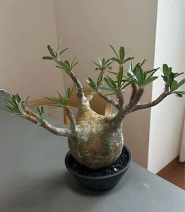 Yahoo!オークション(旧ヤフオク!)の観葉植物の相場・価格を見る｜Yahoo