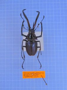 コガシラクワガタの値段と価格推移は？｜5件の売買データから