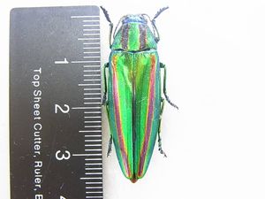 ヤマトタマムシ♂の値段と価格推移は？｜15件の売買データからヤマト