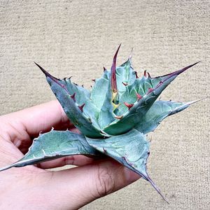 モンタナ アガベの値段と価格推移は？｜418件の売買データからモンタナ