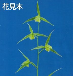 寒蘭 土佐寒蘭のYahoo!オークション(旧ヤフオク!)の相場・価格を見る