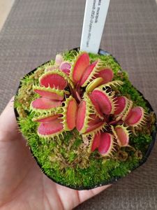 ハエトリソウ 食虫植物の値段と価格推移は？｜787件の売買データから