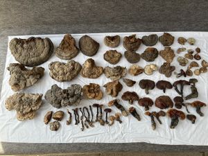 サルノコシカケ 霊芝の値段と価格推移は？｜3件の売買データから