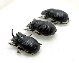 ダイコクコガネの値段と価格推移は？｜27件の売買データから