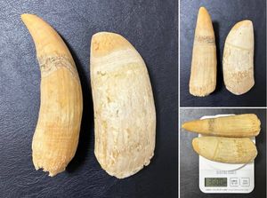マッコウクジラ歯の値段と価格推移は？｜28件の売買データからマッコウ