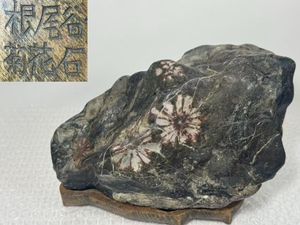 根尾谷菊花石の値段と価格推移は？｜3件の売買データから根尾谷菊花石