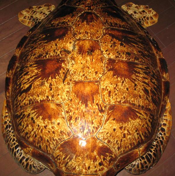 稀少/美品】ウミガメ/海亀 剥製/はく製 1m越え/縁起/長寿(科学、自然
