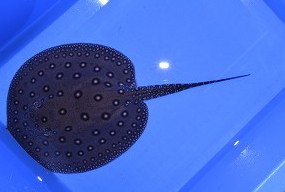 GT516☆淡水エイ☆ブラジルモトロ☆20cm☆♀☆年末セール(アロワナ 