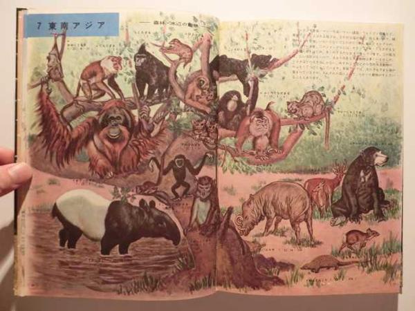 動物の図鑑 小学館の学習図鑑シリーズ11(図鑑)｜売買された