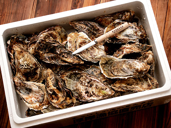 北海道厚岸漁業組合産　殻付き生牡蠣 特大LLサイズ 30個ナイフ付