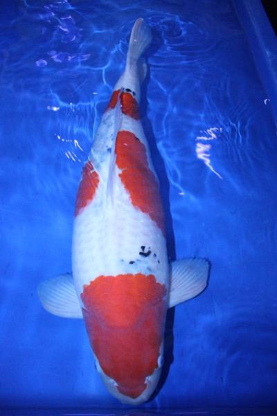 ☆彡【谷口養鯉場産】　大正三色　70cm オス 魚酔16.30