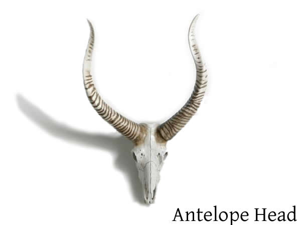 DULTON【ダルトン】Antelope Head/アンテロープヘッド(S355-70)