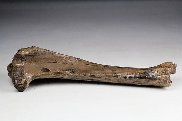 ロシア産 シベリアマンモスの大腿骨化石 現地写真あり 45cm L169