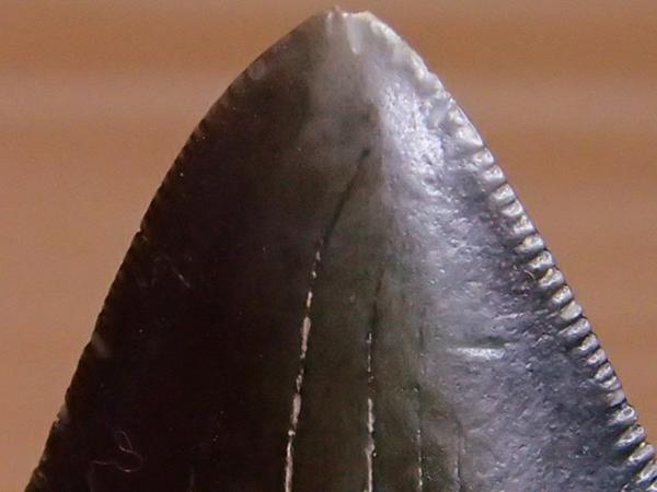 毎度！ 化石 サメ 歯 カルカロクレス メガロドン 標本 鉱物 石 【公式
