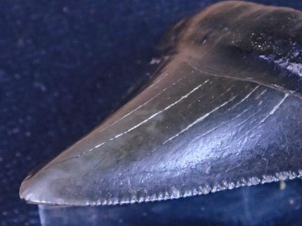 毎度！ 化石 サメ 歯 カルカロクレス メガロドン 標本 鉱物 石 【公式
