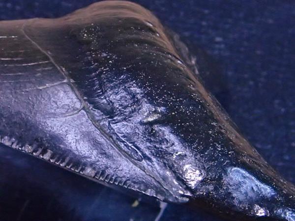 毎度！ 化石 サメ 歯 カルカロクレス メガロドン 標本 鉱物 石 【公式
