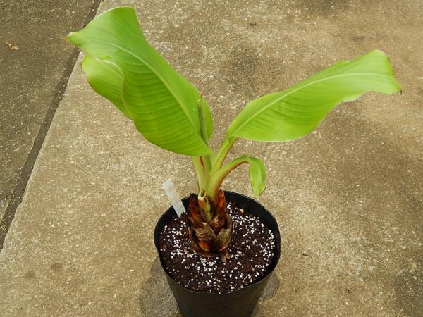 150585☆AO☆耐寒性　バナナの仲間　エンセテ