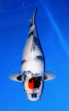 ★特別出品！品評会用★　大日丹頂昭和　５８㎝　　２才　メス