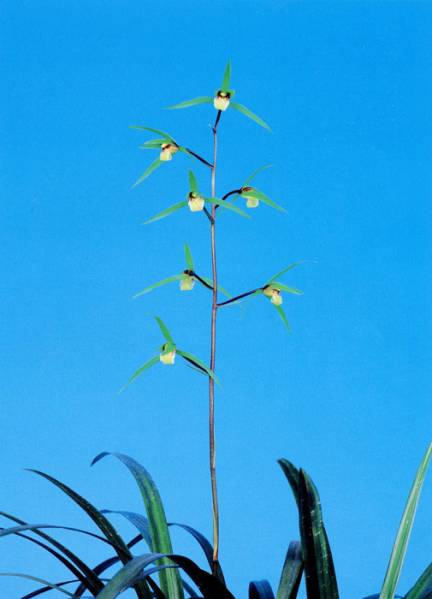 土佐寒蘭・秋水・（青花大輪前面無点）・（４条立花茎付き大株）