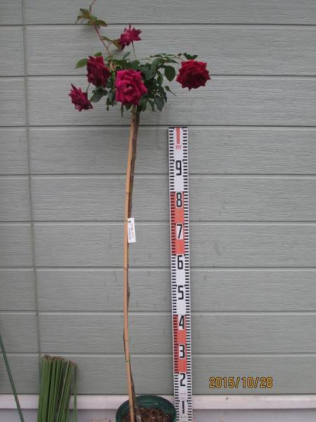 ★薔薇物語☆スタンダード★バーガンディー アイスバーグ★