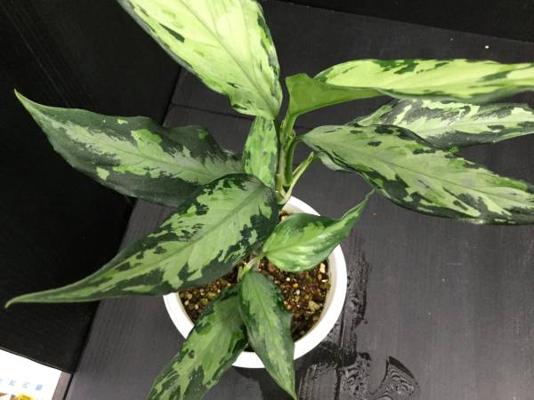 アグラオネマ ピクタム トリカラー Sumatera Barat(西スマトラ)