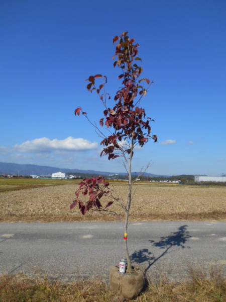 特大株　斑入り赤花ハナミズキ　チェロキーサンセット　大株